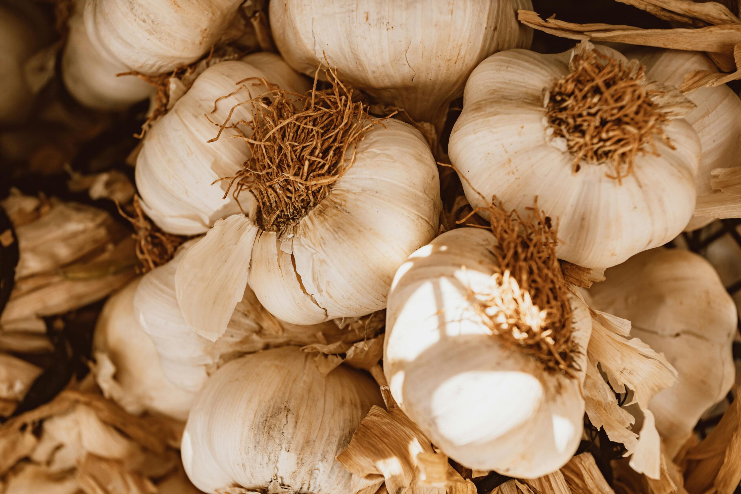 Hill Garlic